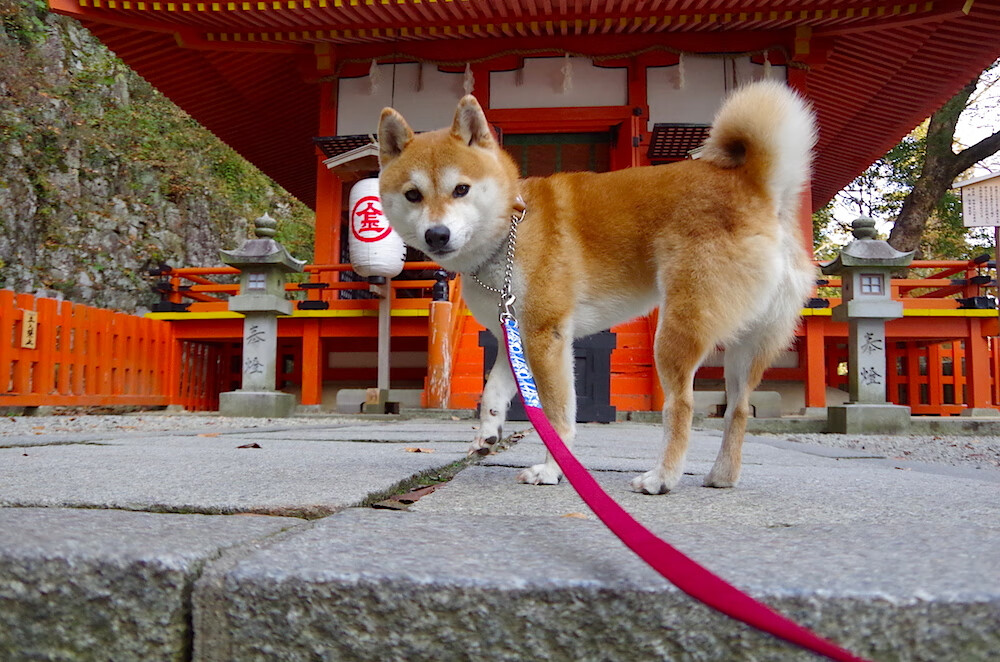 皮克一锤定音,瑞士铁壁连续得分压制黄色潜水艇
